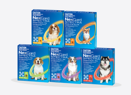 Nexgard for Dogs